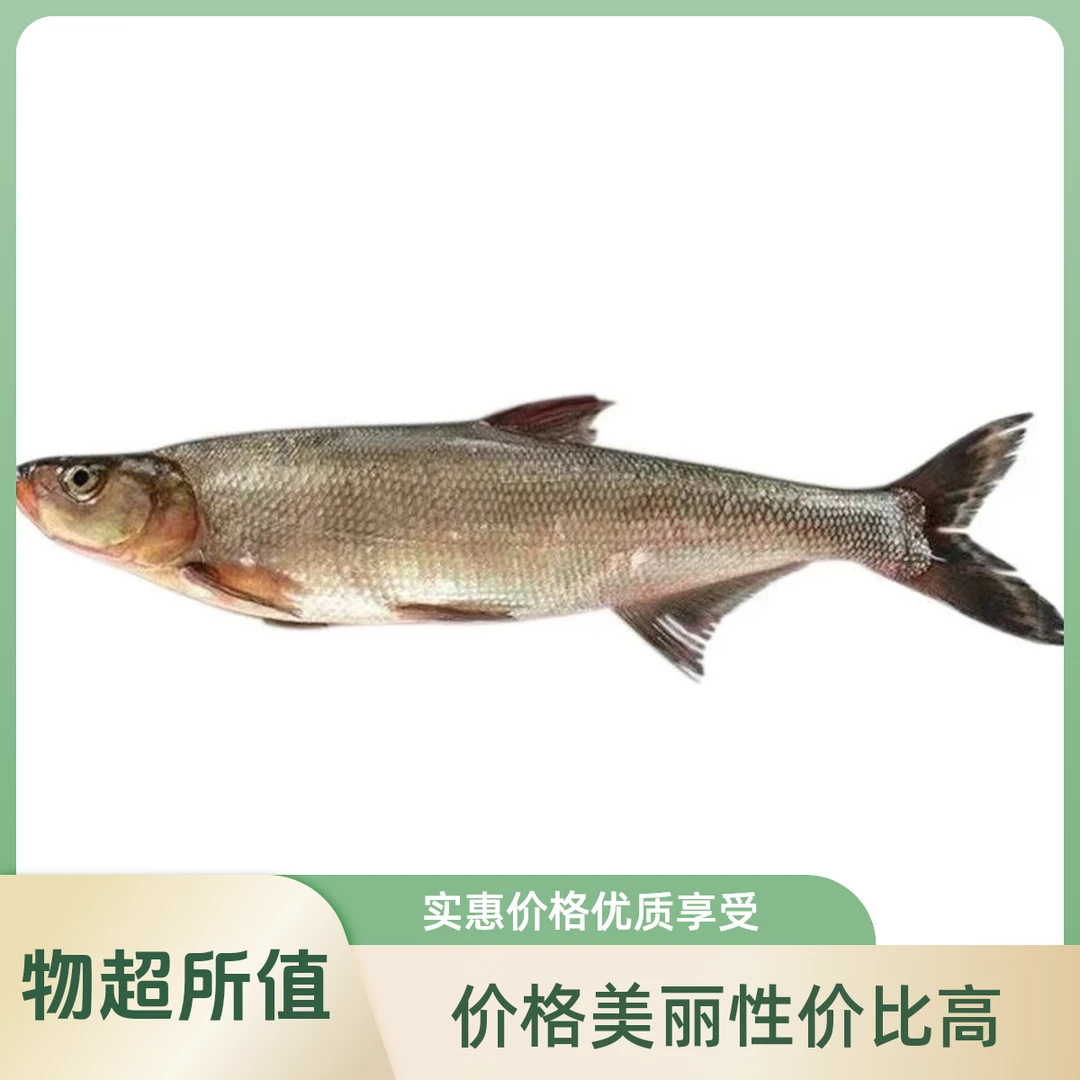 微山湖野生翘嘴鱼