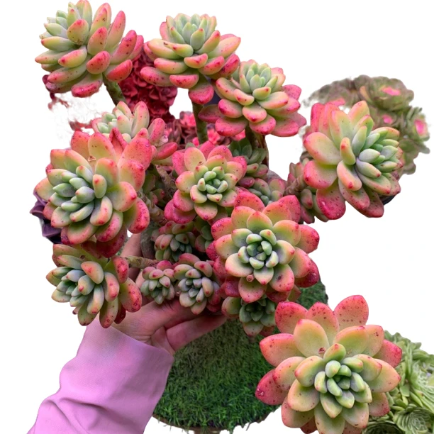 大群香格里拉带土球 新手好养 庭院 阳台 多肉植物