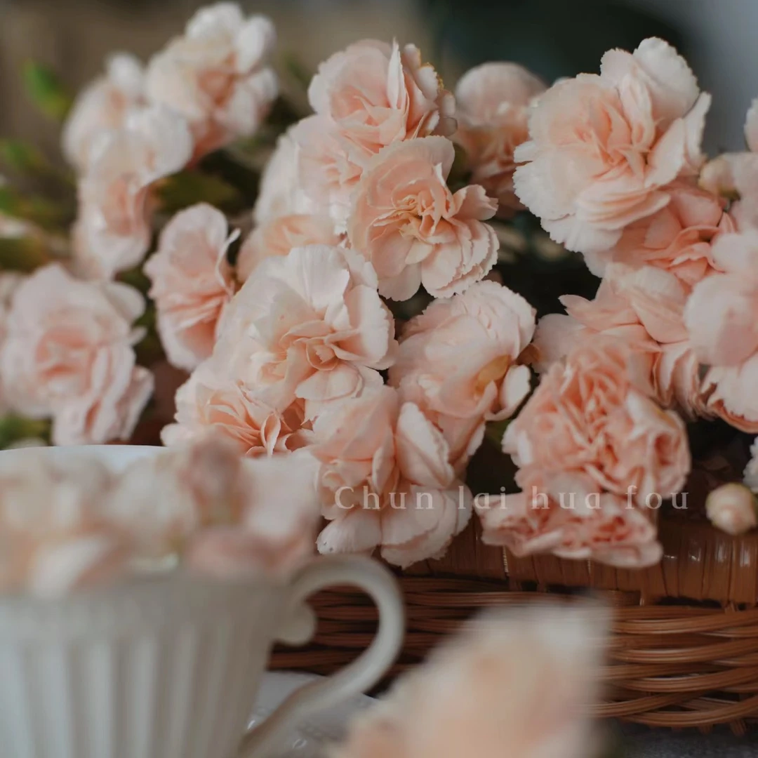 M【10支莫言多头康乃馨50厘米】莫言蜜语