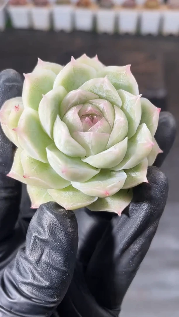 6-31 清姬3-4厘米 量拍发一颗