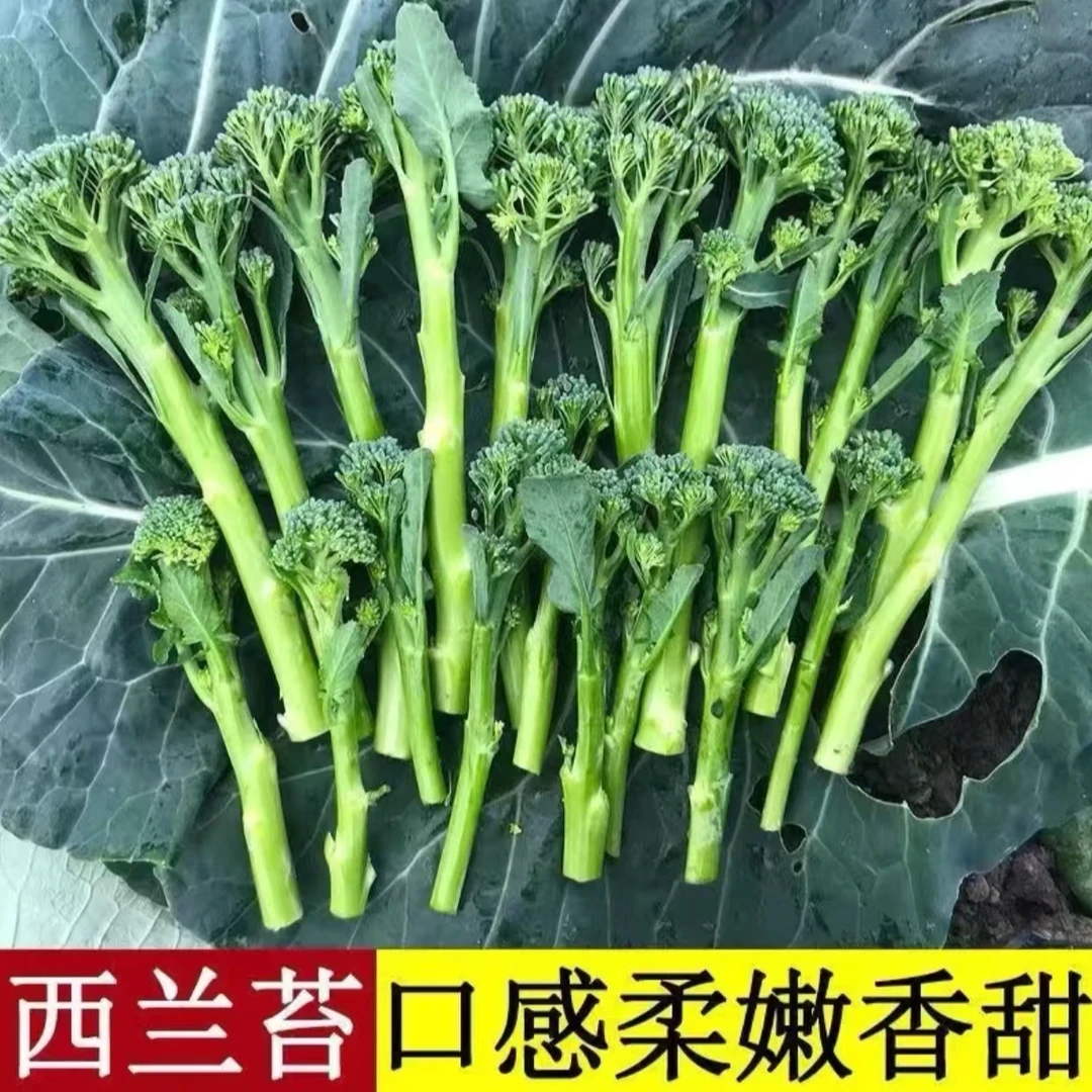 2【西兰苔种子】种籽菜种苔菜四季菜心菜苔蔬菜孑菜芯莱菜籽心籽种