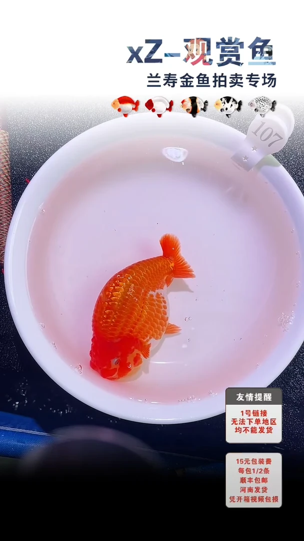 金鱼包装必拍未拍顺丰到付107号