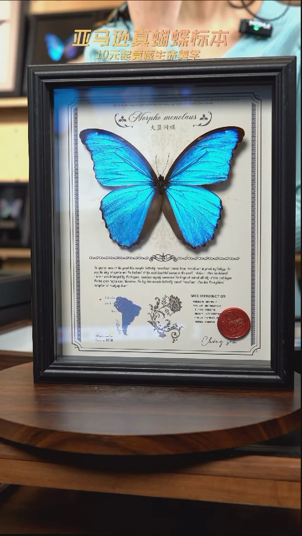 大蓝闪蝶豪华版10寸欧式框（带证书）