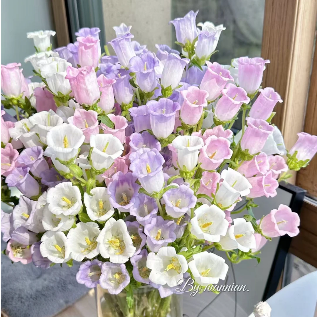 【AA级风铃花】粉色，紫色，白色（带包装醒花1天）