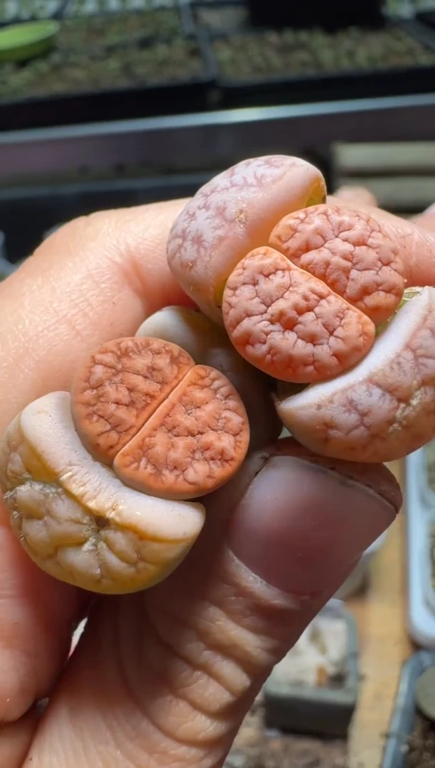 【闪购商品】不退1.14-478