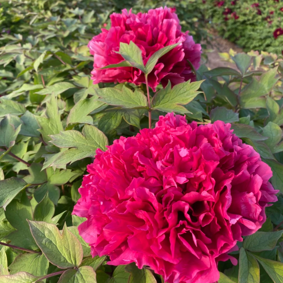 年宵花【花王】菏泽催花牡丹春节开花带花苞顺丰发货室内养护