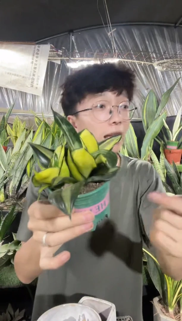 金玫瑰带盆土8厘米12.8