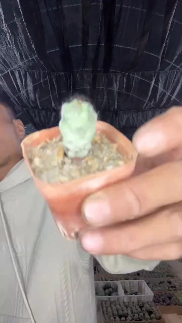 自根帝王丸19.99