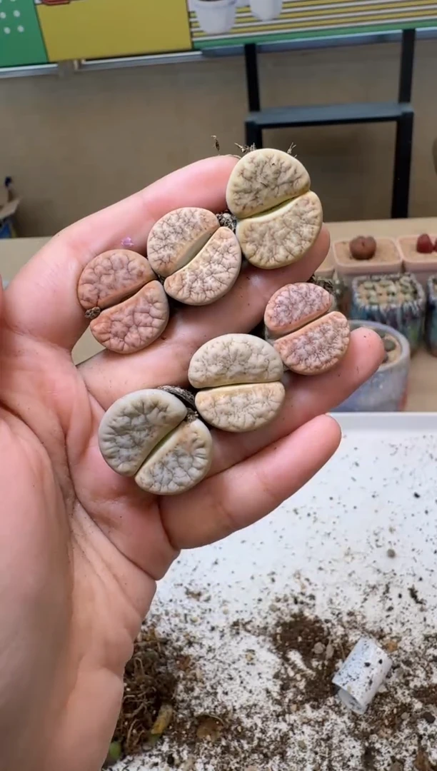 多肉植物肉锥10.8-100