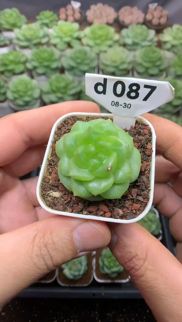 d087 鑫鑫哥 遥遥珍妮 脱土发 9.9