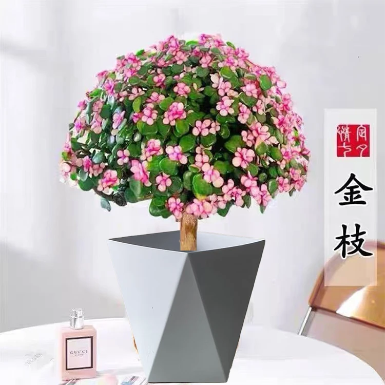 金枝玉叶老桩多肉植物盆栽室内绿植耐旱好养花卉棒棒糖造型