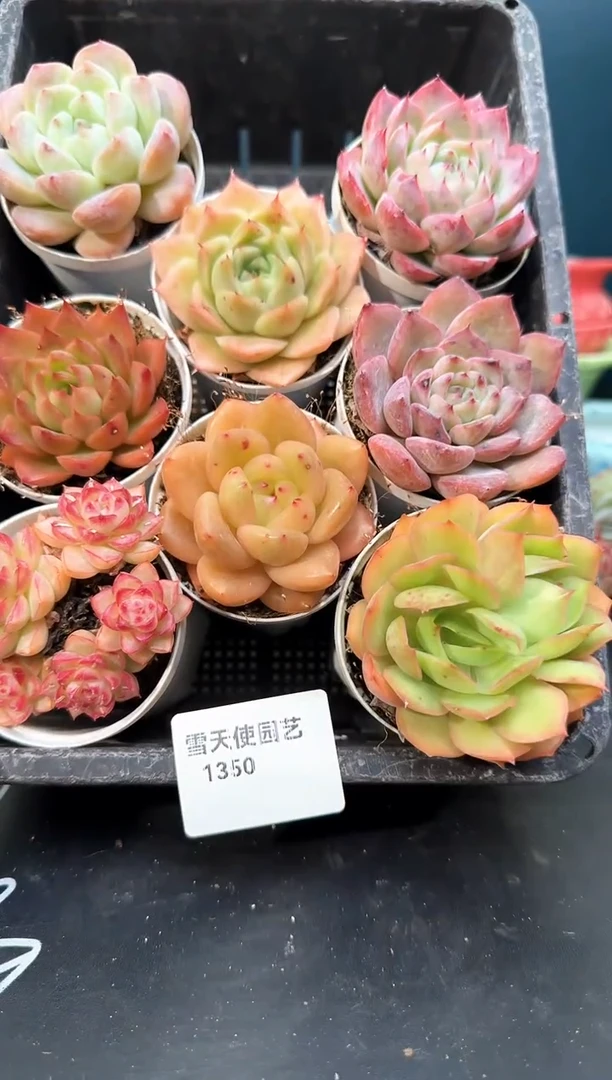 13 50    多肉8 颗