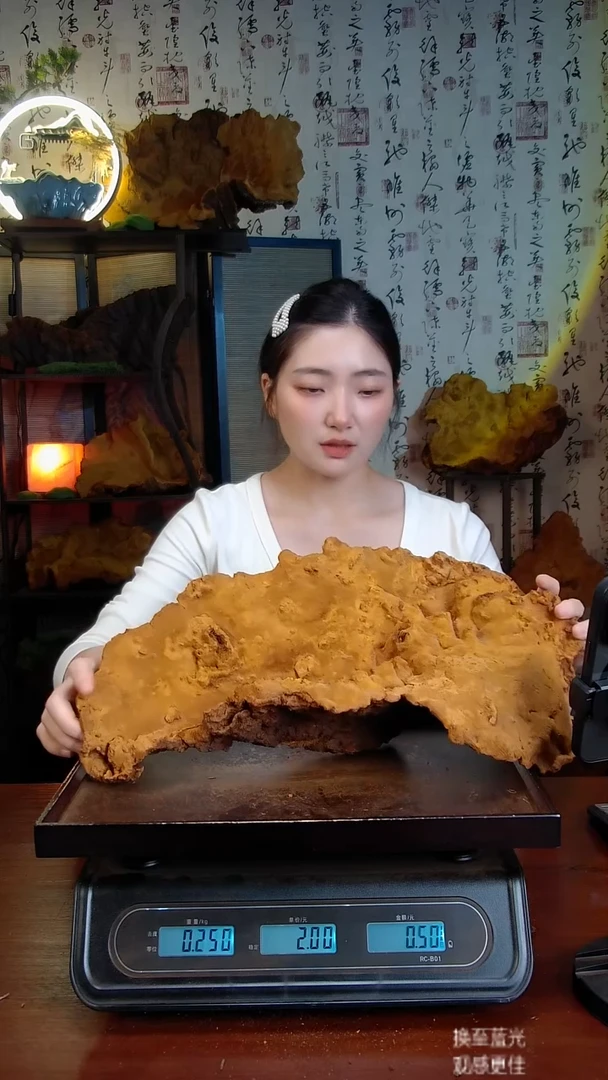 松针层孔菌中国大陆【藏区 野生】松树桑黄（2.66斤）40-50年份