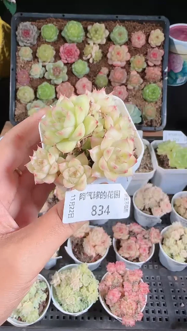 1122-834群生不包整