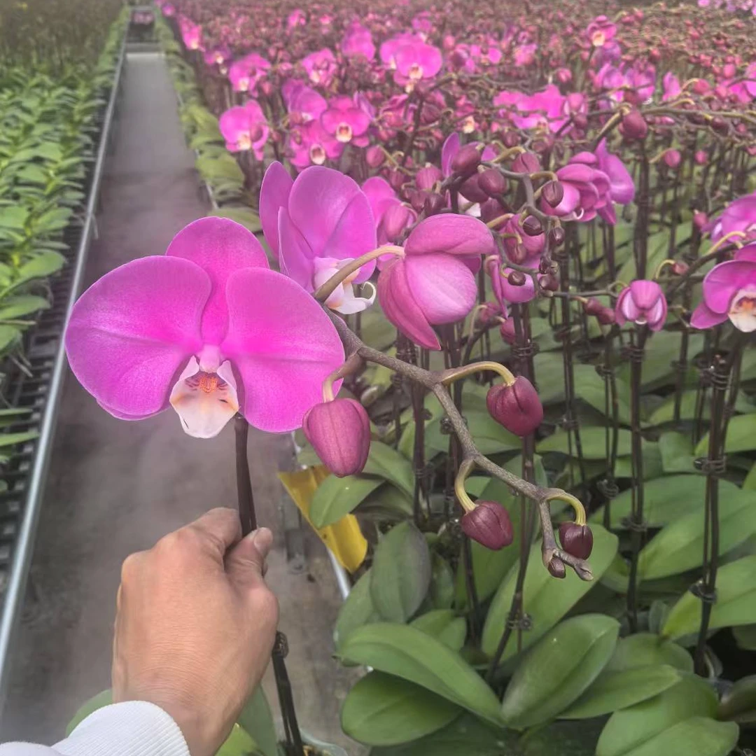 3.0寸杯素心蝴蝶兰