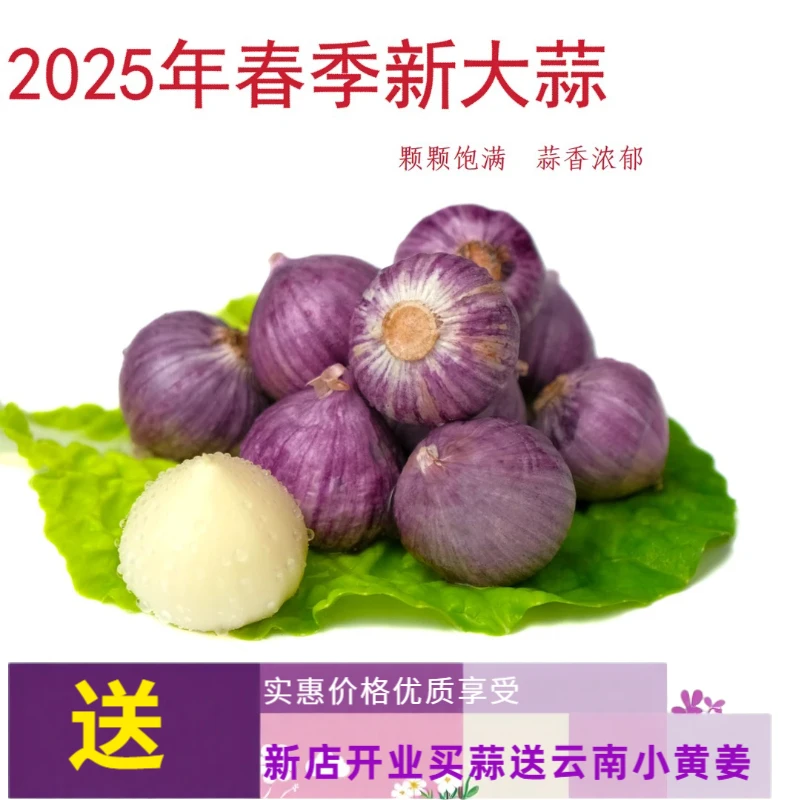 云南紫皮独头蒜 干蒜头 香辣饱满可用于糖醋蒜腊八蒜调味