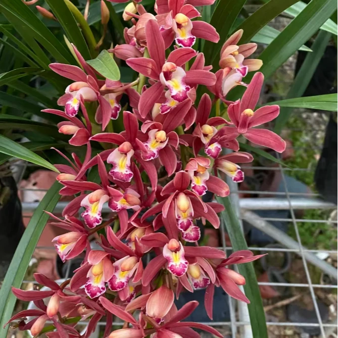 【红双喜 兰花】 【福利款】新手植物 花多爆花机器  主播推荐