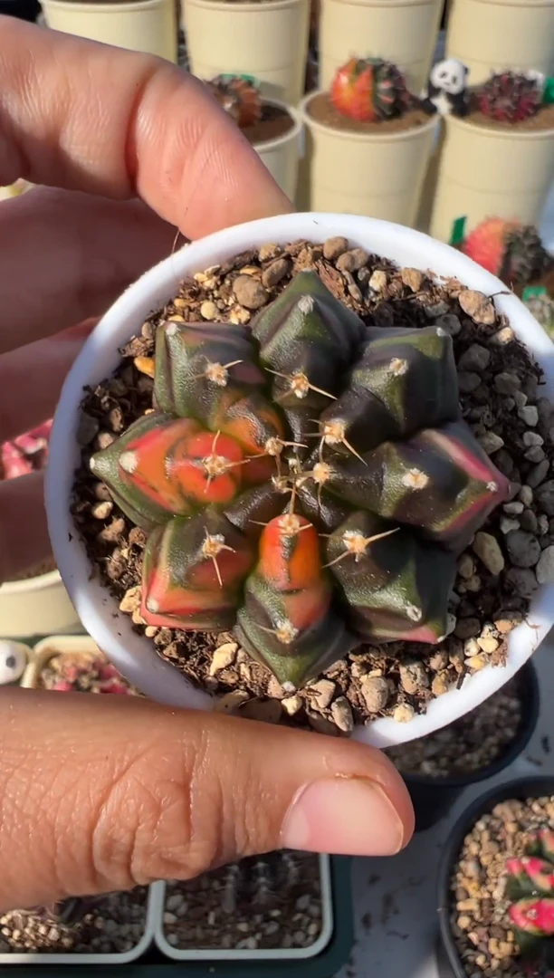 425好看的米哈冲冲冲 泰国进口实生