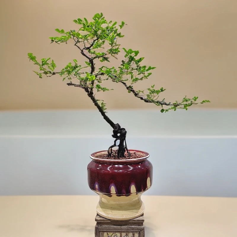 惠景园精品根艺黑骨茶盆景