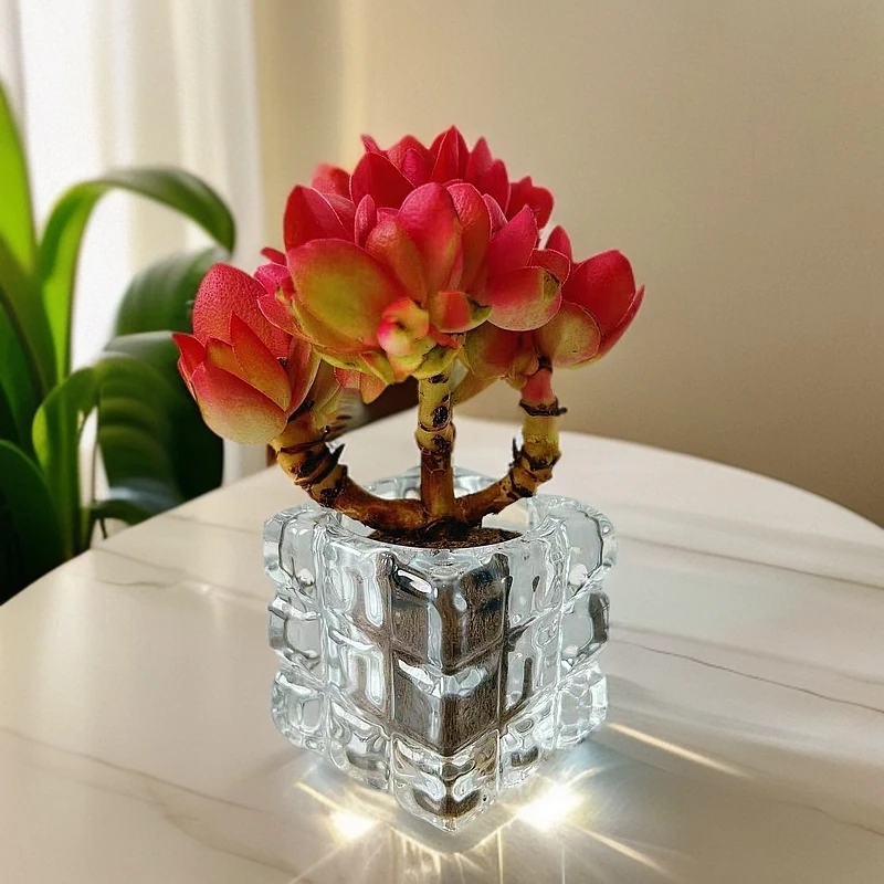 无土红灯笼1颗(含白方水晶盆