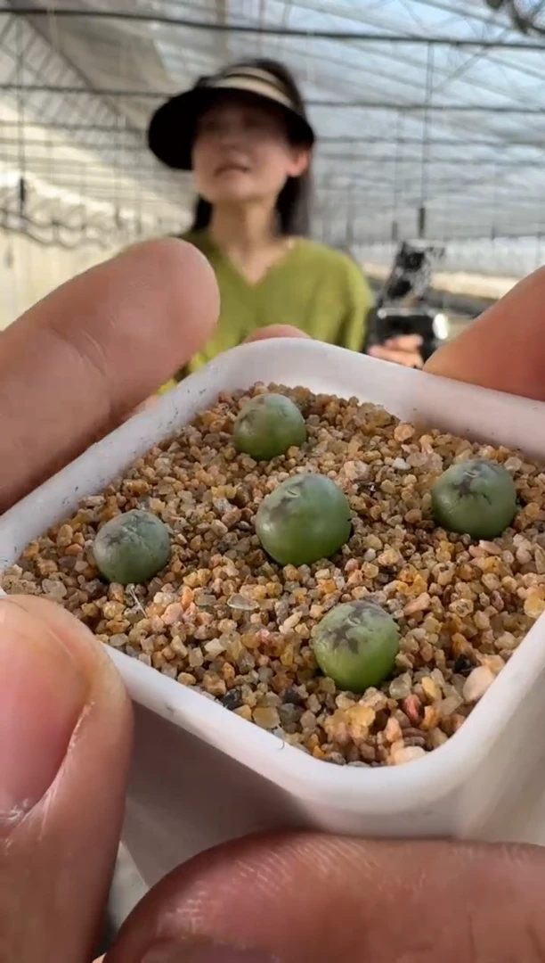 【闪购商品】17-50须藤浩绿体杂交一颗