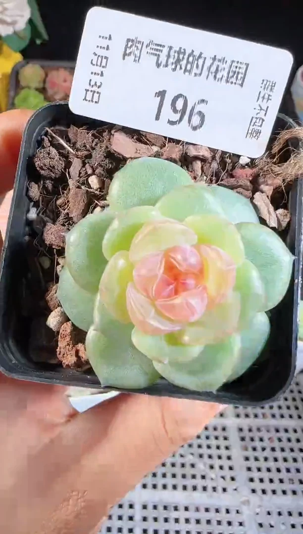 1113-196bl-4群生不包整