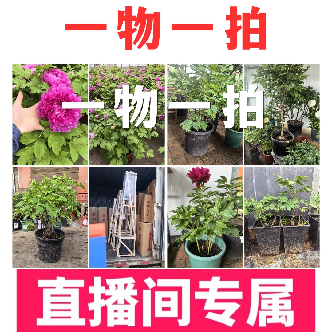 (58-198一物一拍)洛阳牡丹重瓣白色鲜花正宗。新世界牡丹基地直发
