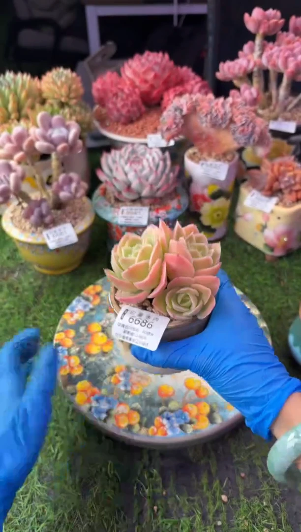 昆明印象多肉6686