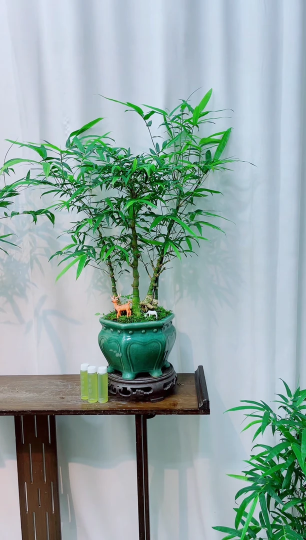 无花朵竹子盆景盆栽