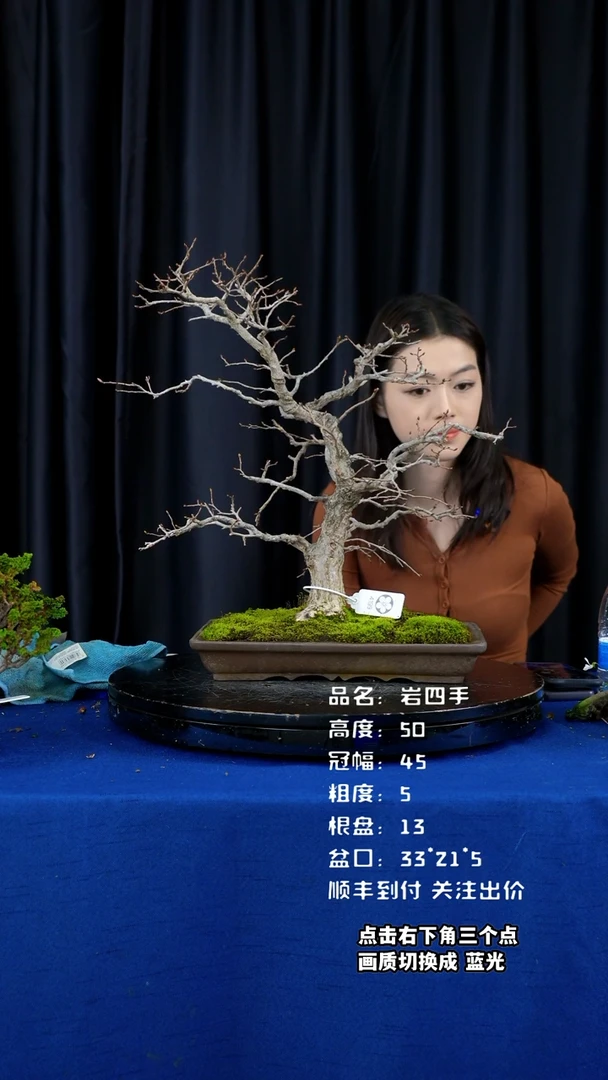 【闪购商品】岩四手日本