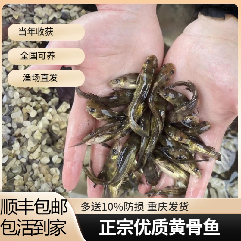 黄辣丁黄骨鱼黄桑鱼昂刺鱼苗顺丰包邮包活现捞现发