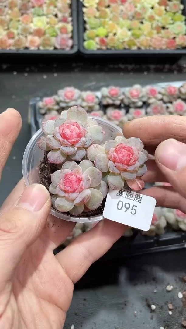 095月樽  3颗  量拍