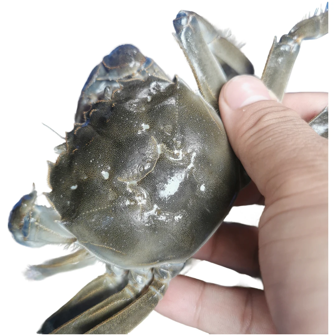 【活蟹】六月黄公蟹1.4-1.6两/只 15只装不绑腿