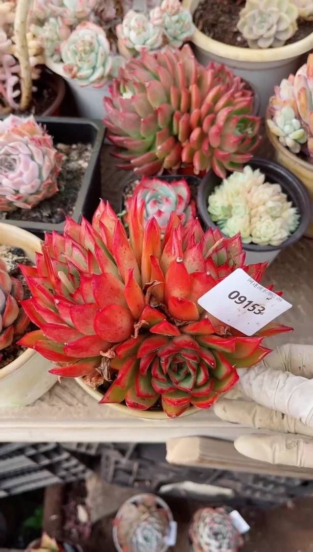 【闪购商品】09153