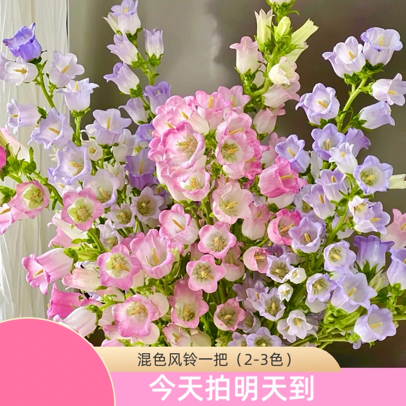 新年特价果语精选【混色风铃一束】云南鲜花批发次日达5度以下加拍保温棉