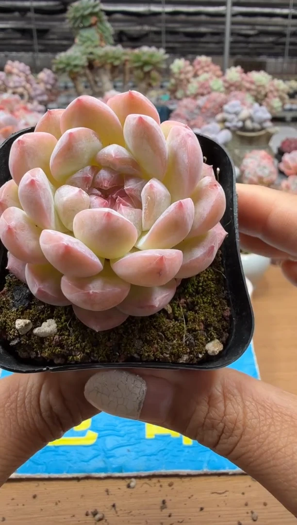 东云多肉园二店-137