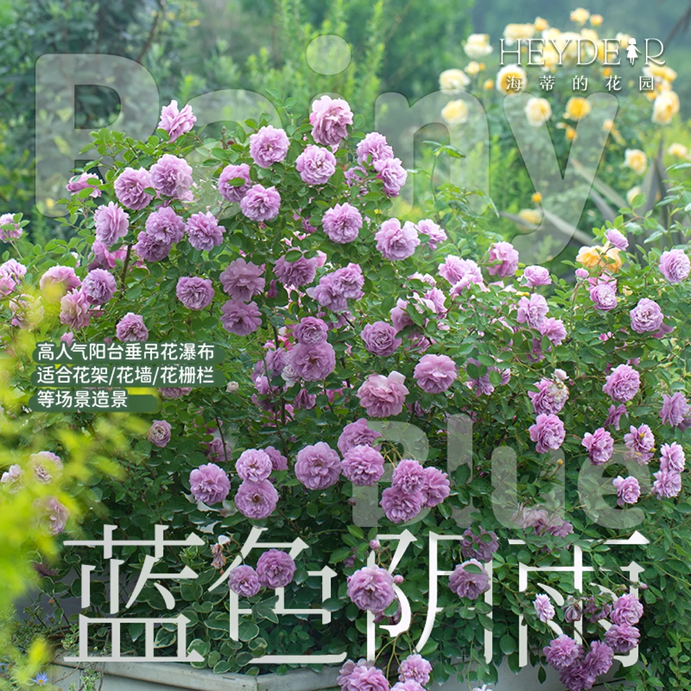 海蒂的花园玫瑰月季蓝色阴雨藤本开花植物阳台庭院花园耐寒盆栽苗