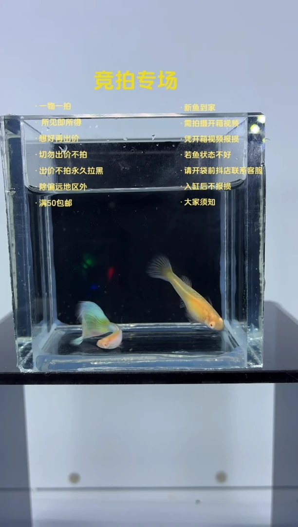 孔雀鱼新加蓝白子一对-33