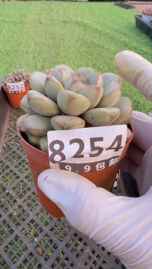 【闪购商品】信福多肉一物一拍