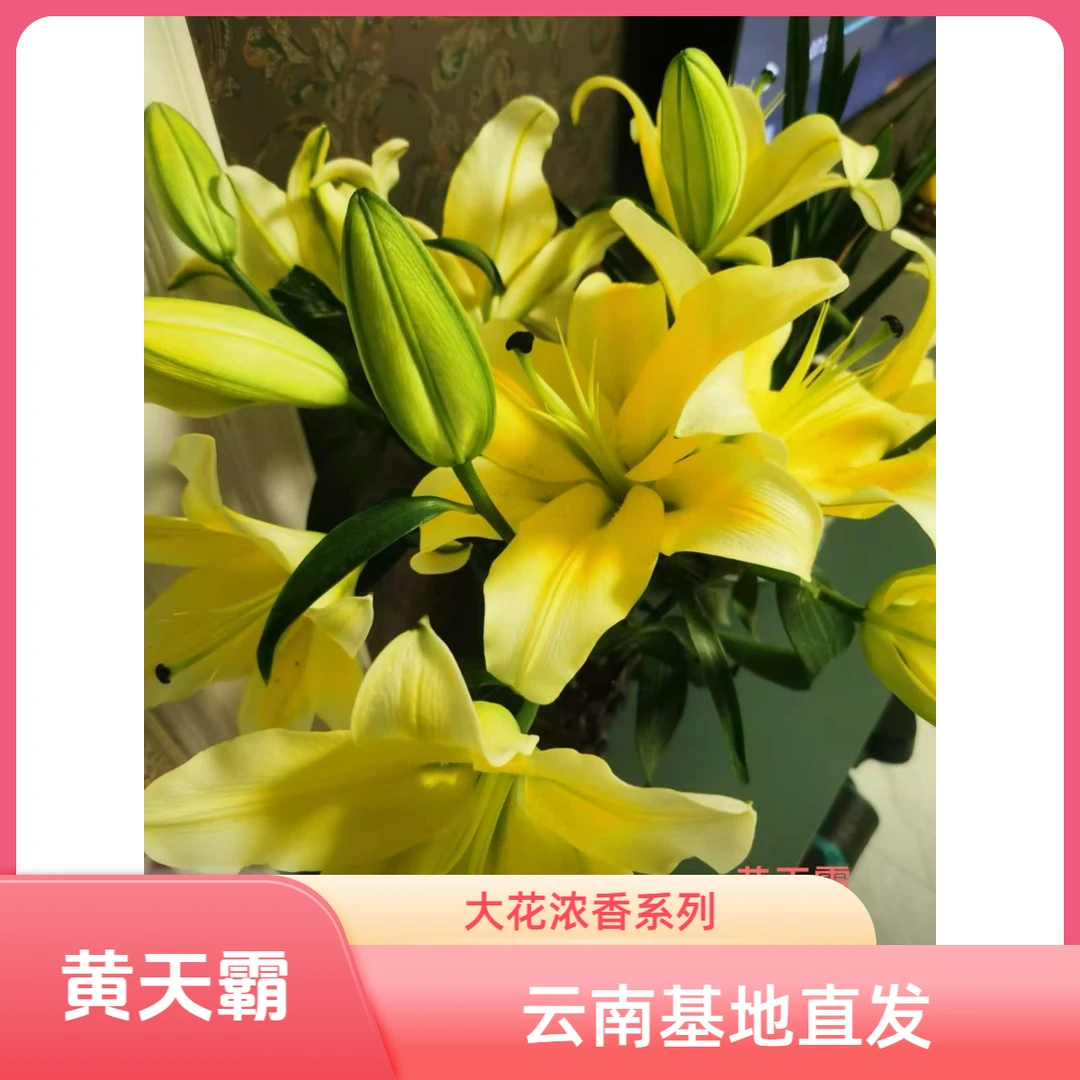 【黄天霸 22+】买3送一 大花浓香 阳台 庭院 盆栽 地栽 四季可种植