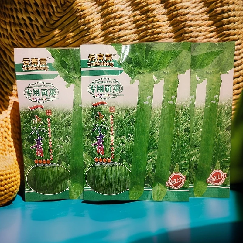 优质贡菜种子一米青
