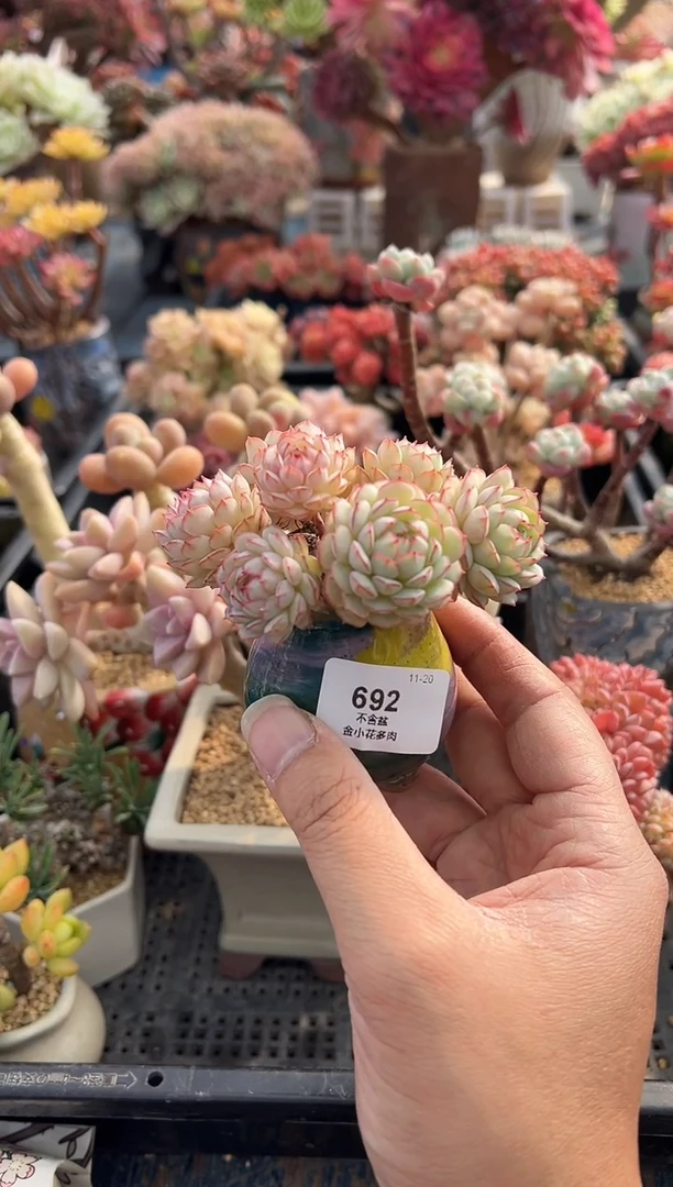 ?**檬692             不带盆、