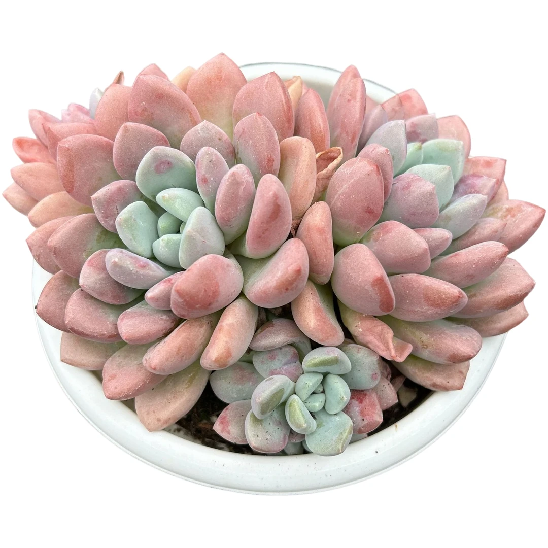 花斑鹿带盆土  多肉植物室内绿植净化空气