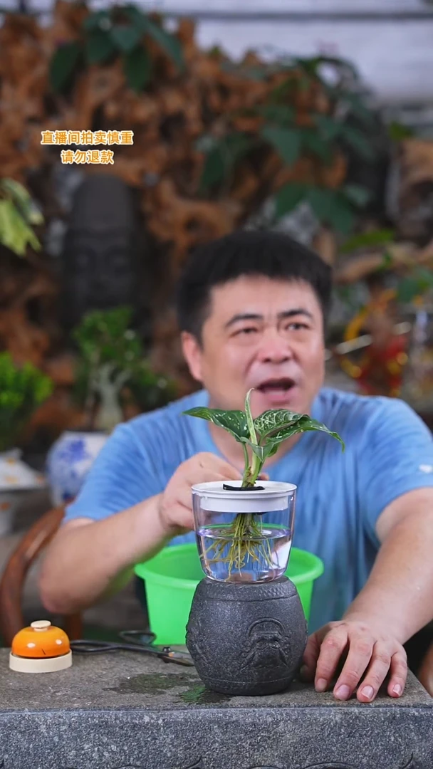 当前无花栽培后可以开花星光酢肋草273H+