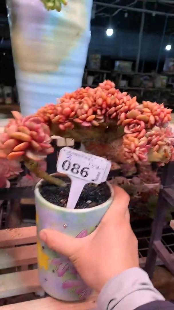 【闪购商品】086JJJ