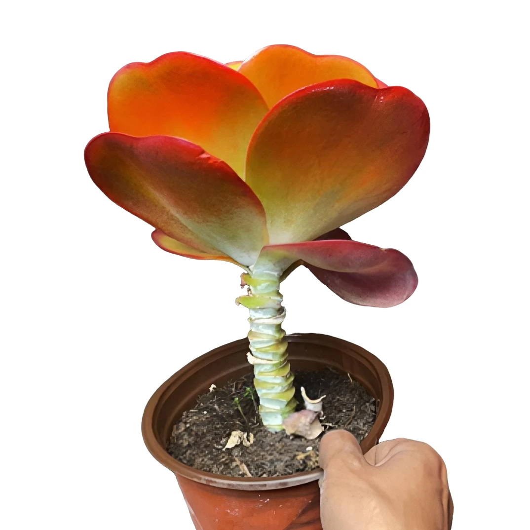 孔雀唐印  多肉植物美观懒人四季好养植物