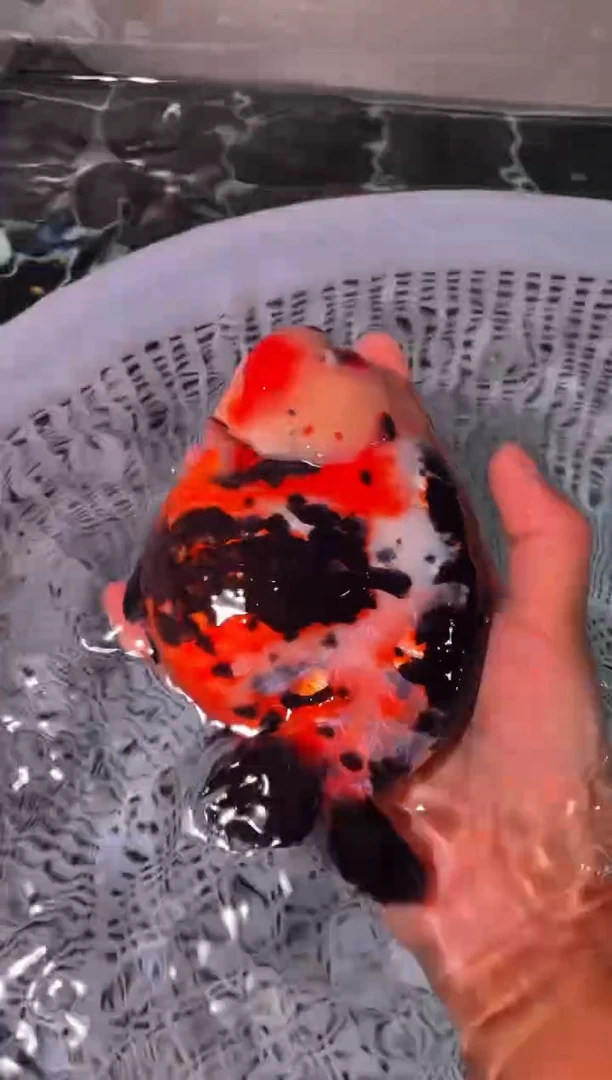 金鱼（运费到付，马印灯下展示）福州追鱼兰寿金鱼