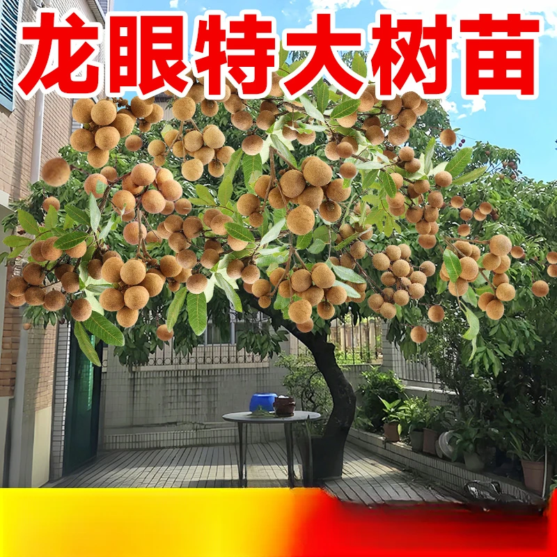 特大龙眼树苖嫁接盆栽水果树苗储良石硖南方四季种植地栽当年结果