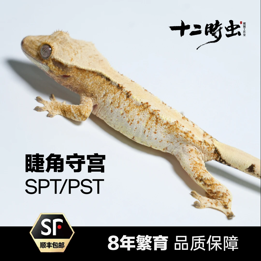 【十二时虫】睫角守宫SPT/PST活体蜥蜴爬虫爬宠小众宠物高级宠物