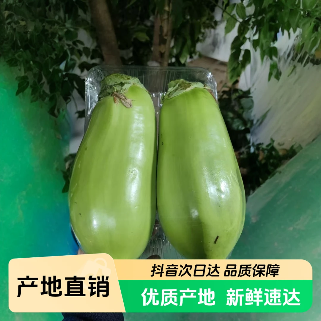 绿茄子900g-1000g